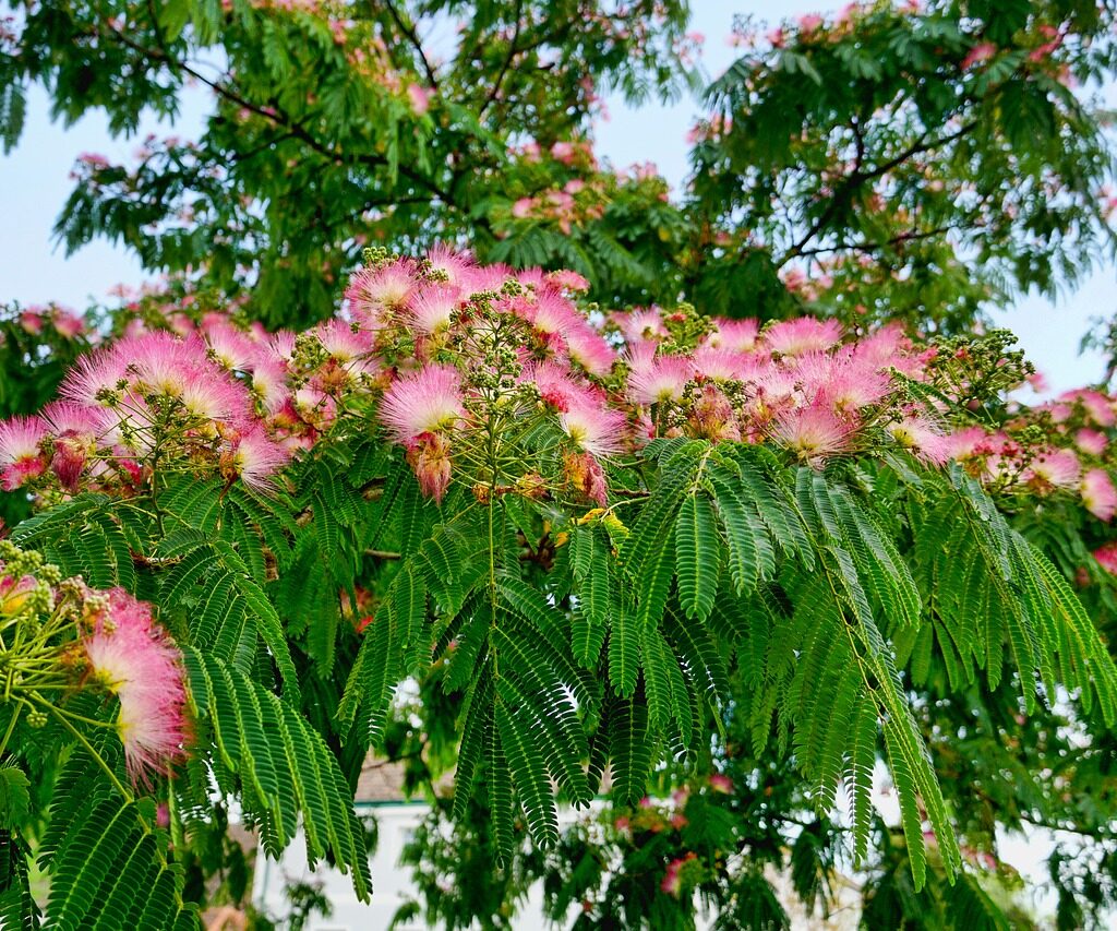 Arbre à soie