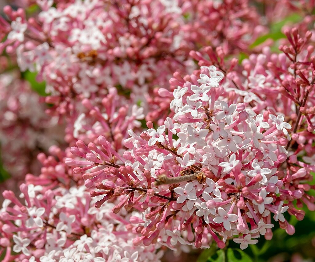 Lilas des Indes