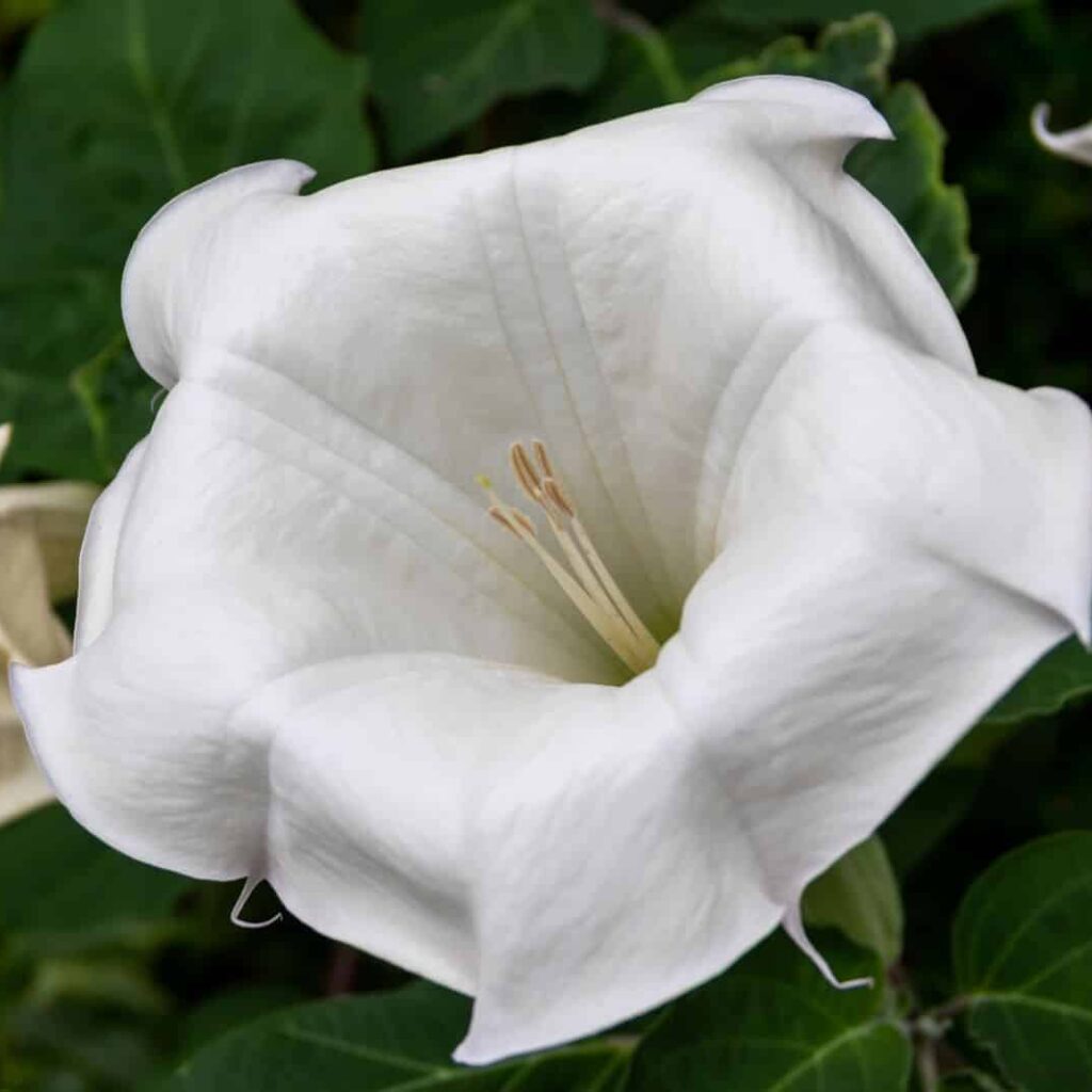 dangers datura plante hallucinogène