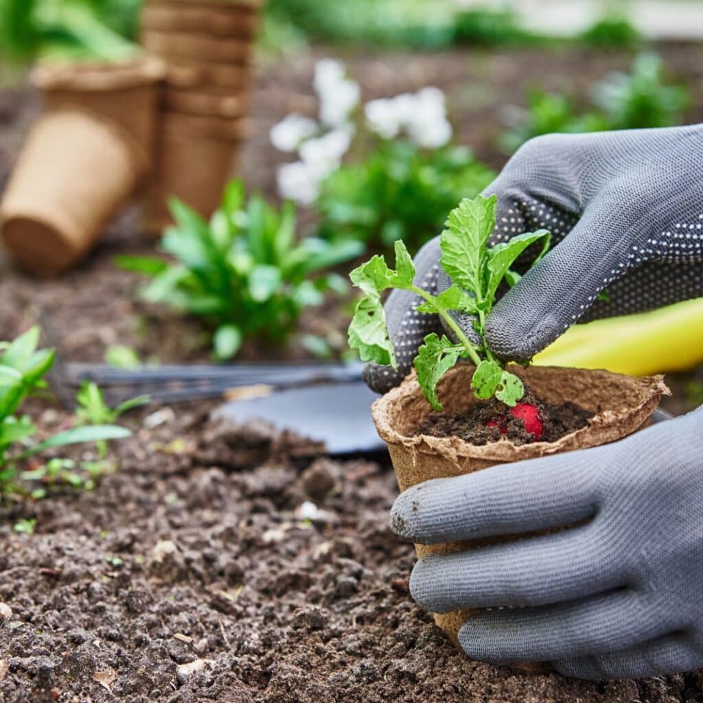 planter légumes potager septembre