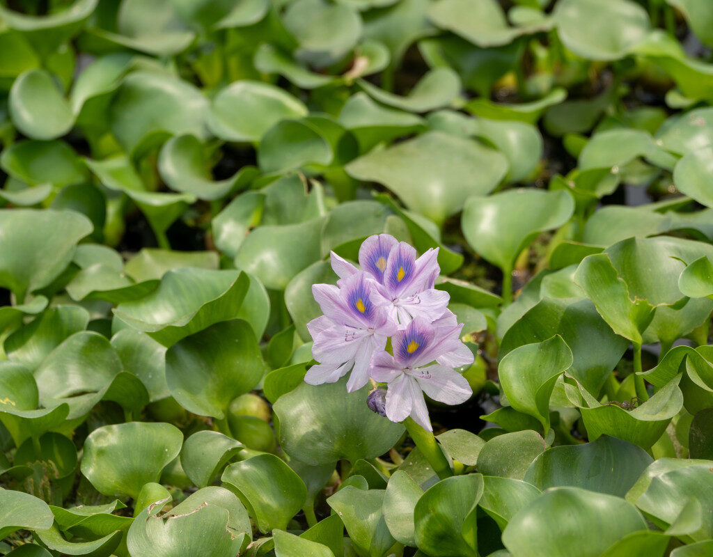 jardin eau