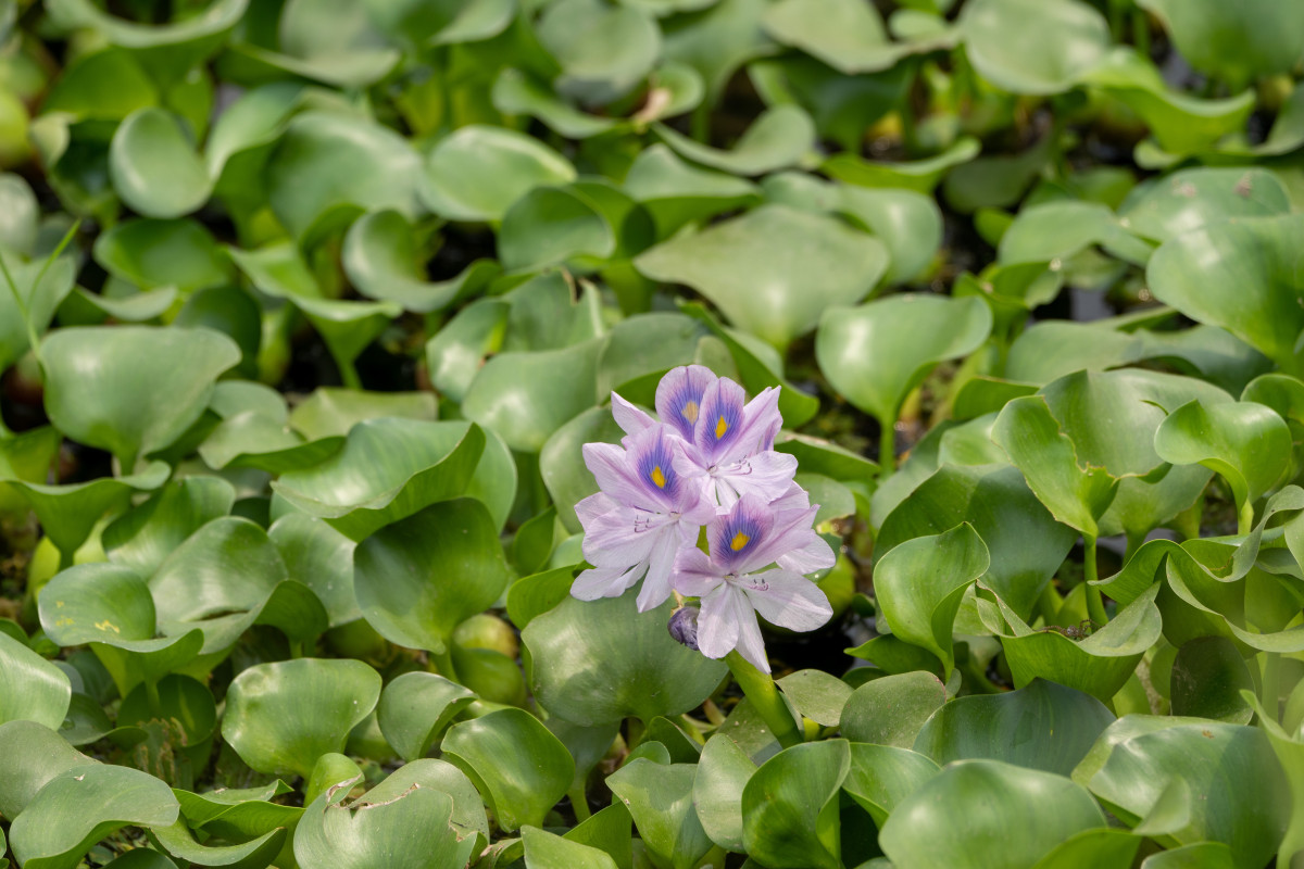 jardin eau