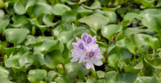 jardin eau